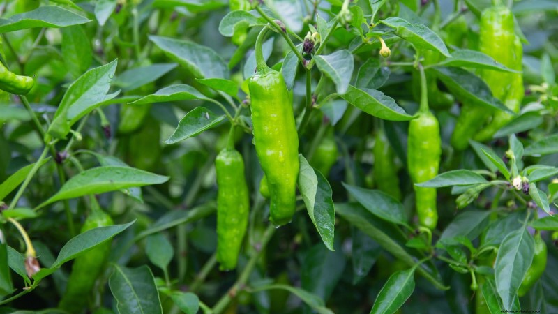 Grow Your Own Food: 11 Best Indoor Food Forest Seeds for November