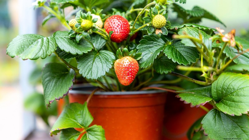 Grow Your Own Food: 11 Best Indoor Food Forest Seeds for November