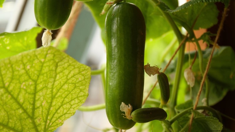 Grow Your Own Food: 11 Best Indoor Food Forest Seeds for November