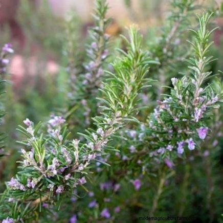 Grow Thanksgiving Herbs Indoors: A Guide to Fresh Flavor