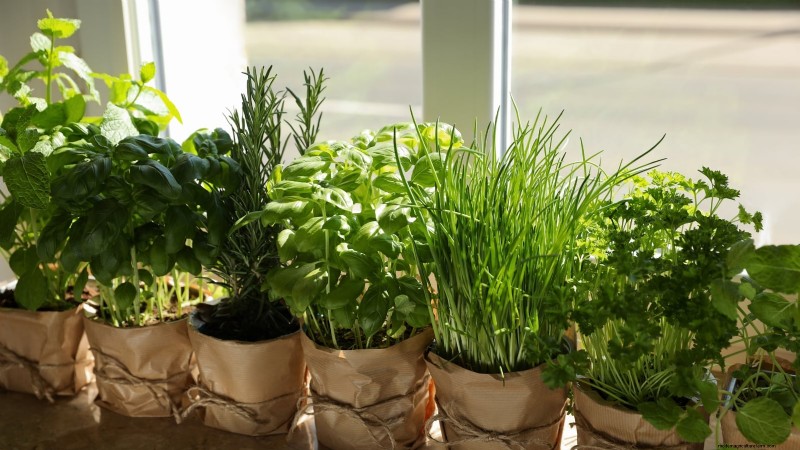 Grow Thanksgiving Herbs Indoors: A Guide to Fresh Flavor