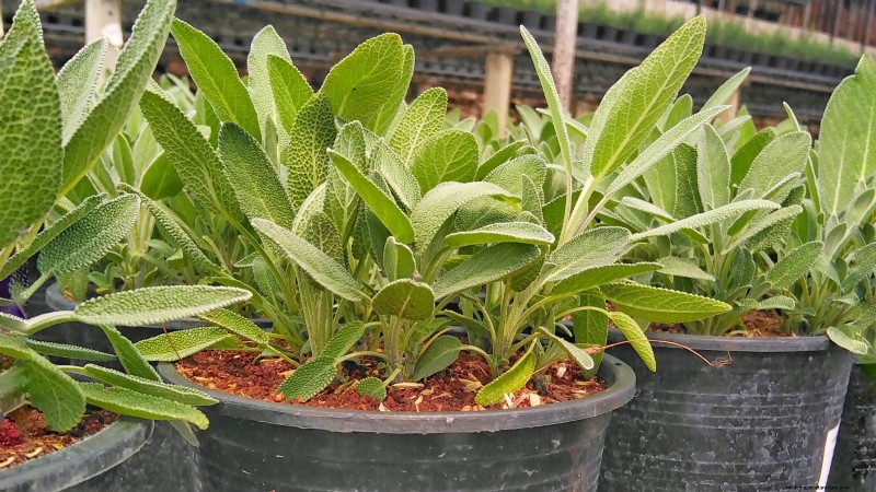Grow Thanksgiving Herbs Indoors: A Guide to Fresh Flavor