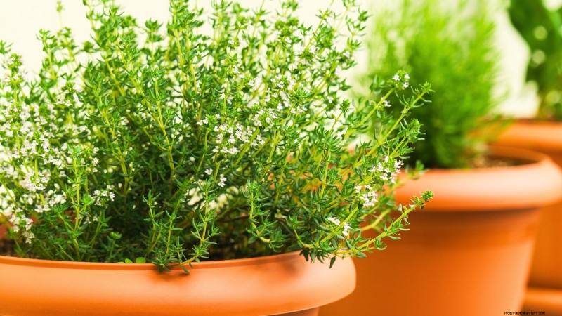 Grow Thanksgiving Herbs Indoors: A Guide to Fresh Flavor