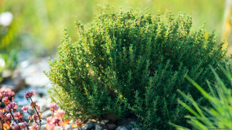 Grow Thanksgiving Herbs Indoors: A Guide to Fresh Flavor