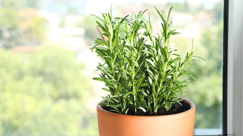 Grow Thanksgiving Herbs Indoors: A Guide to Fresh Flavor