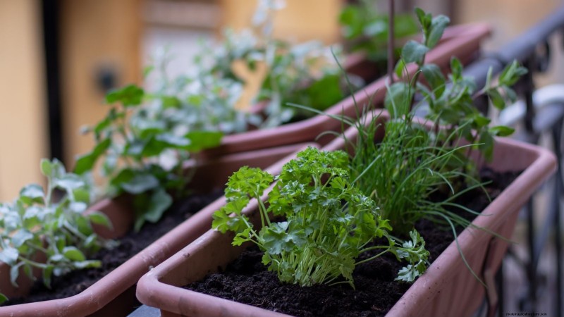 Grow Thanksgiving Herbs Indoors: A Guide to Fresh Flavor