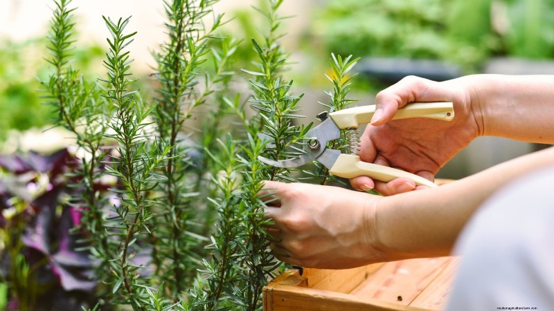 Grow Thanksgiving Herbs Indoors: A Guide to Fresh Flavor