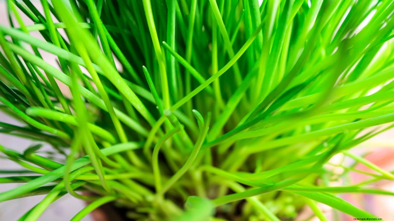 Grow Thanksgiving Herbs Indoors: A Guide to Fresh Flavor