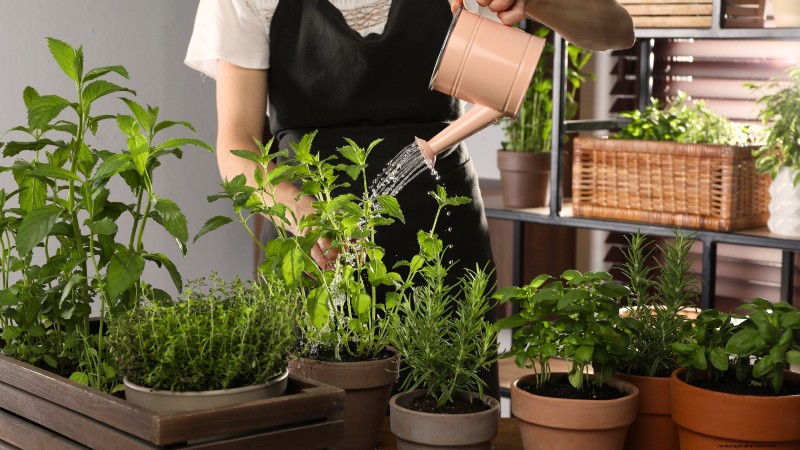 Grow Thanksgiving Herbs Indoors: A Guide to Fresh Flavor