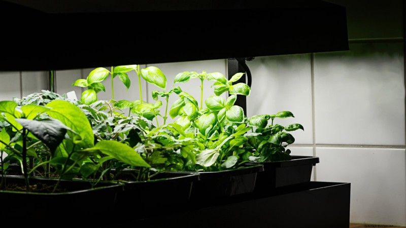 Grow Thanksgiving Herbs Indoors: A Guide to Fresh Flavor