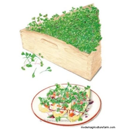 Grow Microgreens in November: 11 Easy Seeds for Fresh Harvests