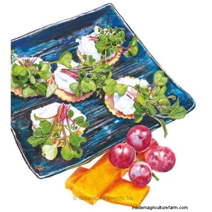 Grow Microgreens in November: 11 Easy Seeds for Fresh Harvests