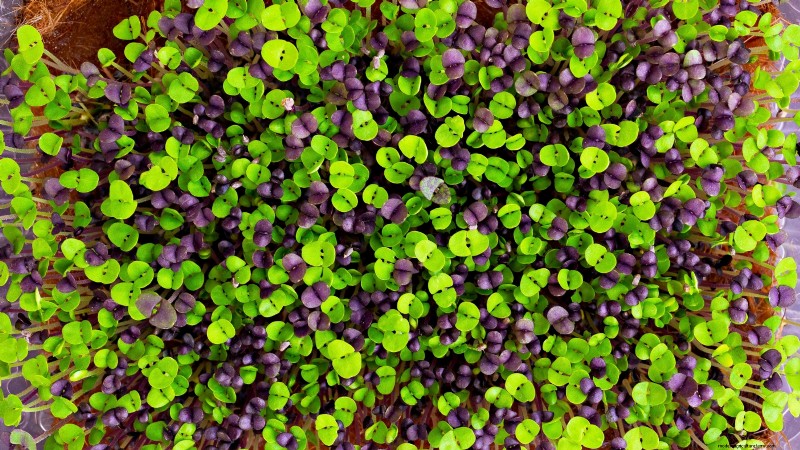 Grow Microgreens in November: 11 Easy Seeds for Fresh Harvests