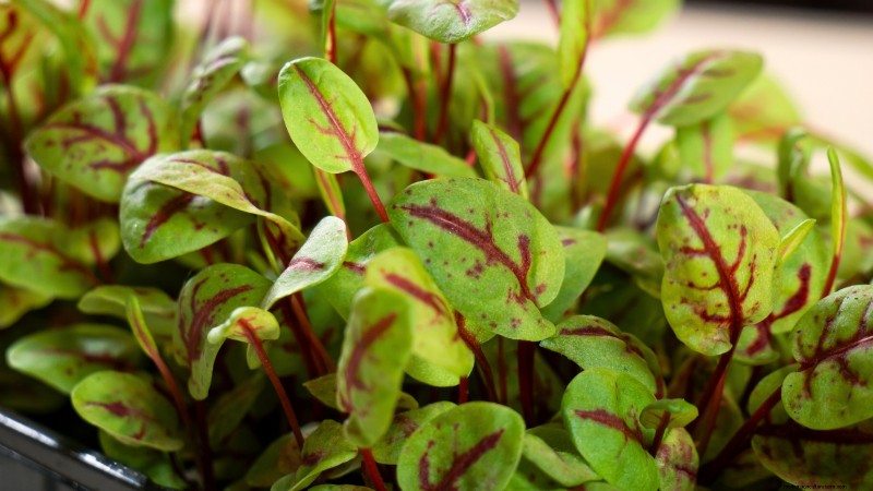 Grow Microgreens in November: 11 Easy Seeds for Fresh Harvests