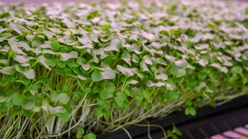 Grow Microgreens in November: 11 Easy Seeds for Fresh Harvests