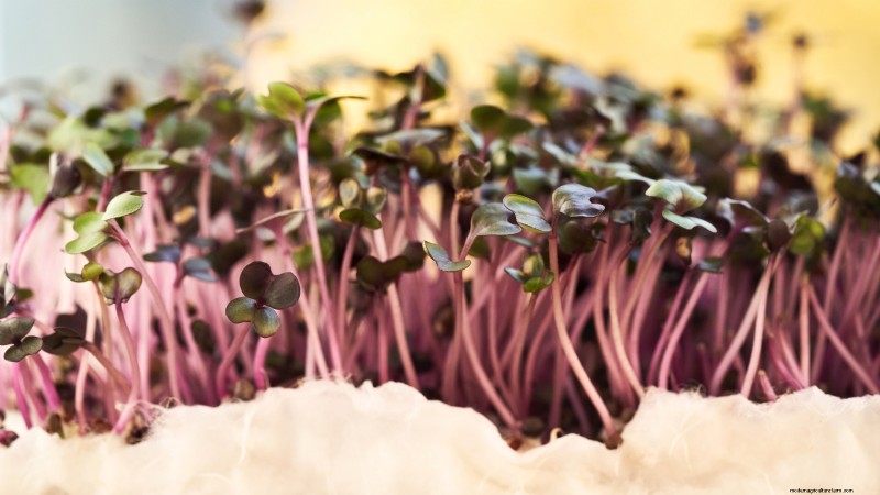 Grow Microgreens in November: 11 Easy Seeds for Fresh Harvests