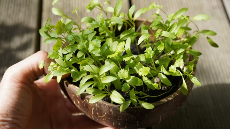 Grow Microgreens in November: 11 Easy Seeds for Fresh Harvests