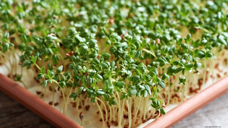 Grow Microgreens in November: 11 Easy Seeds for Fresh Harvests