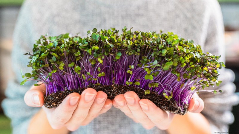 Grow Microgreens in November: 11 Easy Seeds for Fresh Harvests