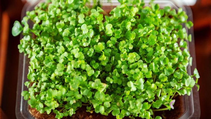 Grow Microgreens in November: 11 Easy Seeds for Fresh Harvests