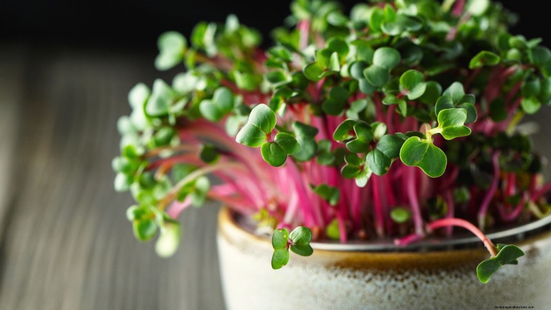 Grow Microgreens in November: 11 Easy Seeds for Fresh Harvests