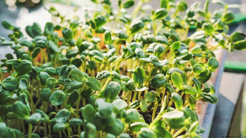 Grow Microgreens in November: 11 Easy Seeds for Fresh Harvests