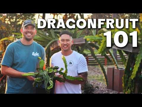 Grow Dragon Fruit in Pots: A Complete Guide for Home Gardeners