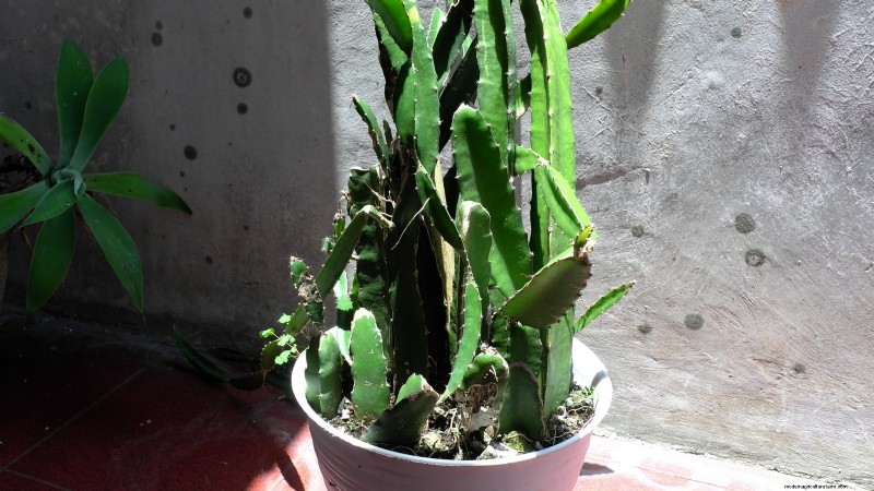 Grow Dragon Fruit in Pots: A Complete Guide for Home Gardeners