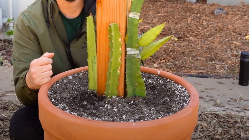 Grow Dragon Fruit in Pots: A Complete Guide for Home Gardeners