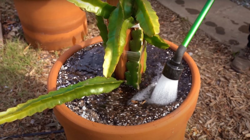 Grow Dragon Fruit in Pots: A Complete Guide for Home Gardeners