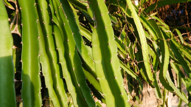 Grow Dragon Fruit in Pots: A Complete Guide for Home Gardeners