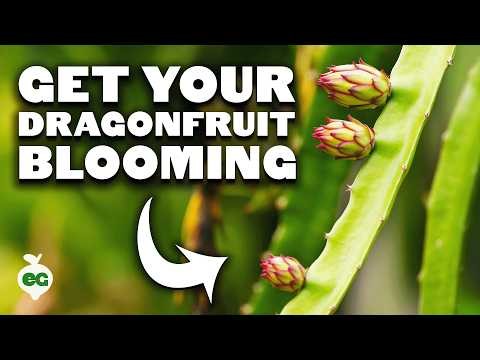 Grow Dragon Fruit in Pots: A Complete Guide for Home Gardeners