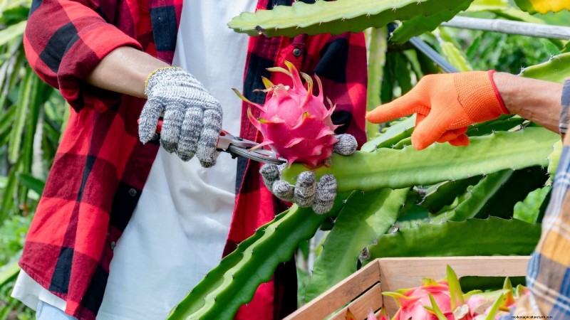 Grow Dragon Fruit in Pots: A Complete Guide for Home Gardeners
