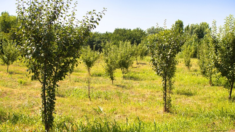 Troubleshooting Apple Tree Fruit Set: Causes & Solutions