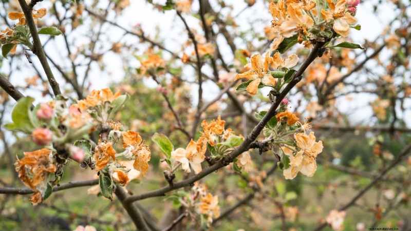 Troubleshooting Apple Tree Fruit Set: Causes & Solutions