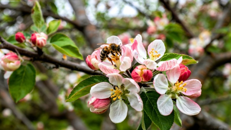 Troubleshooting Apple Tree Fruit Set: Causes & Solutions