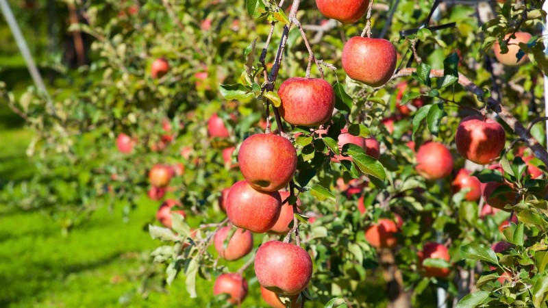 Troubleshooting Apple Tree Fruit Set: Causes & Solutions