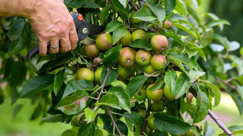 Troubleshooting Apple Tree Fruit Set: Causes & Solutions