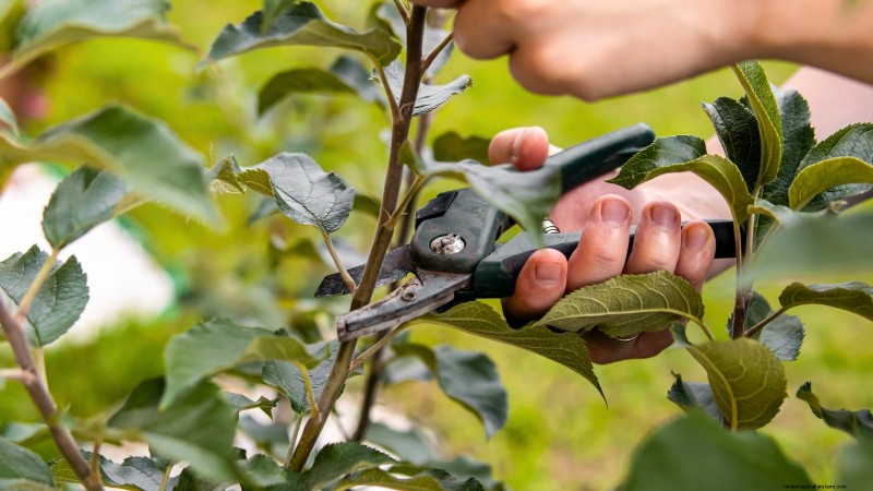 Troubleshooting Apple Tree Fruit Set: Causes & Solutions