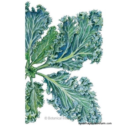 October Planting Guide: Cool-Season Crops for Your Kitchen Garden