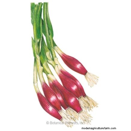 October Planting Guide: Cool-Season Crops for Your Kitchen Garden