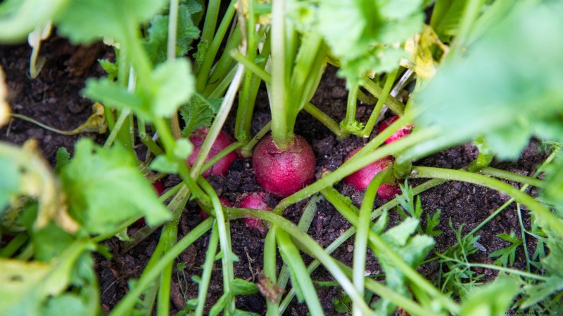 October Planting Guide: Cool-Season Crops for Your Kitchen Garden
