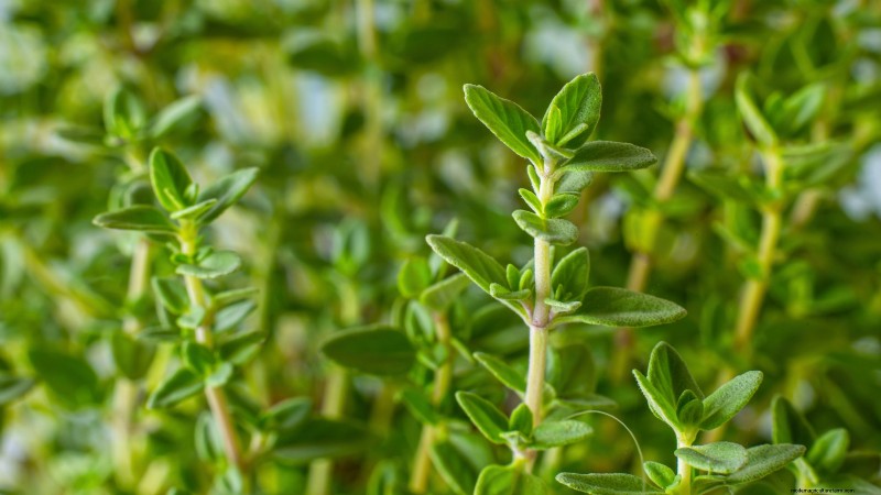 October Planting Guide: Cool-Season Crops for Your Kitchen Garden