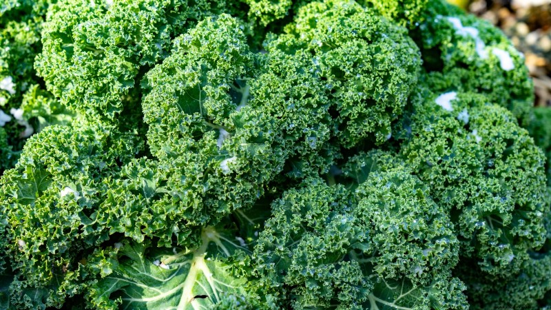 October Planting Guide: Cool-Season Crops for Your Kitchen Garden