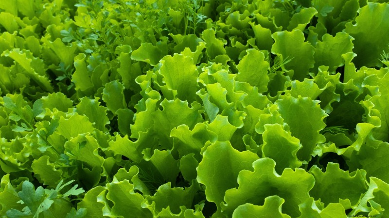 October Planting Guide: Cool-Season Crops for Your Kitchen Garden