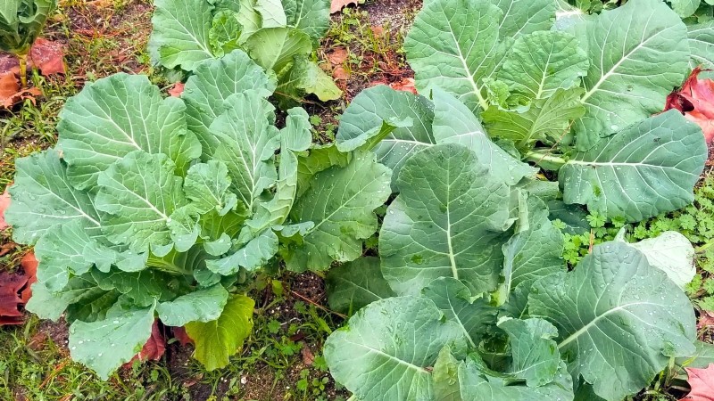 October Planting Guide: Cool-Season Crops for Your Kitchen Garden