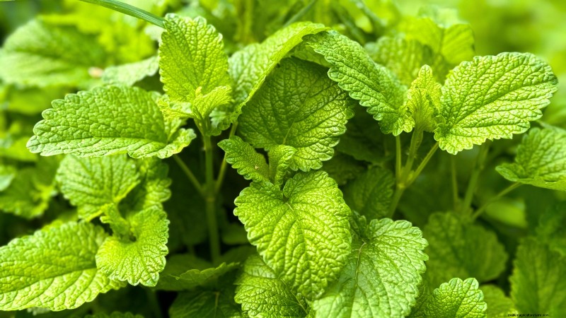October Planting Guide: Cool-Season Crops for Your Kitchen Garden