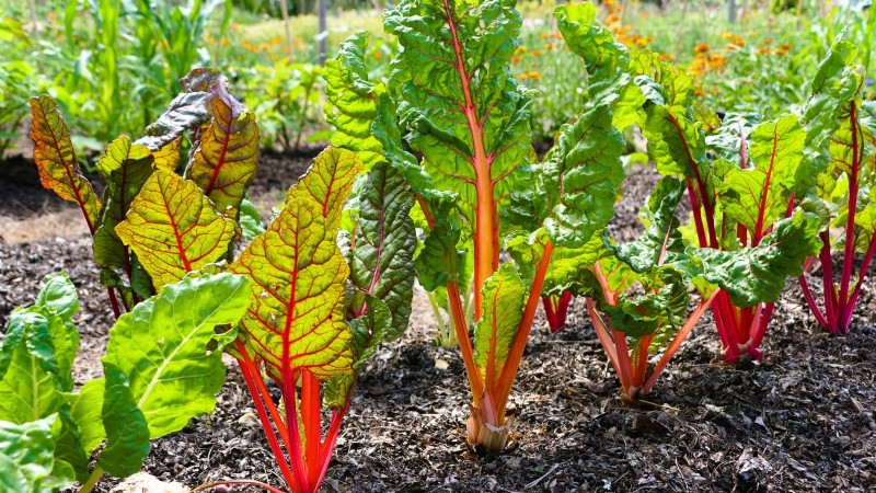 October Planting Guide: Cool-Season Crops for Your Kitchen Garden