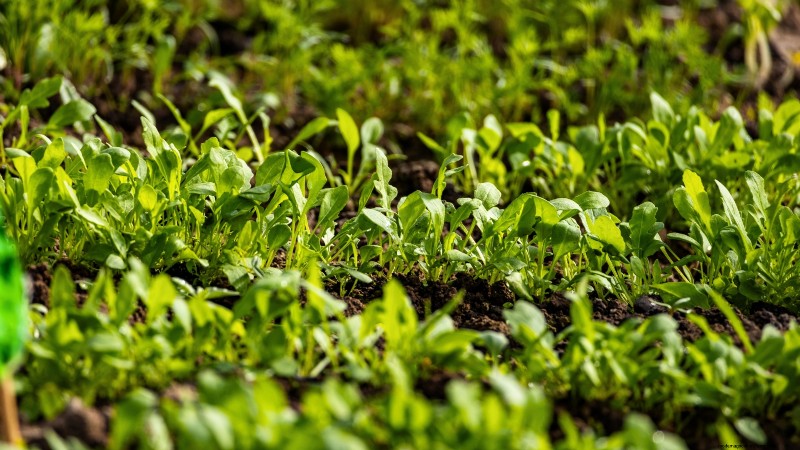 October Planting Guide: Cool-Season Crops for Your Kitchen Garden