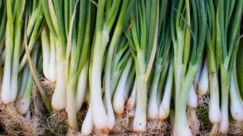October Planting Guide: Cool-Season Crops for Your Kitchen Garden